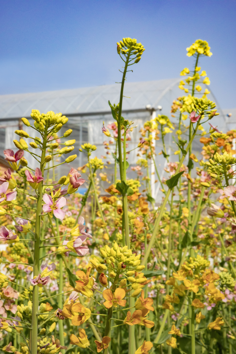 瓯海编织彩色画布七彩油菜花海俏迎春